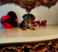 Tucker, a male Yorkshire Terrier for sale in Indianapolis, IN – Photo 7 of 9