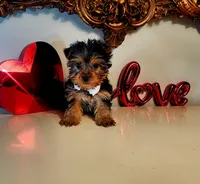 Tucker, a male Yorkshire Terrier for sale in Indianapolis, IN – Photo 1 of 9