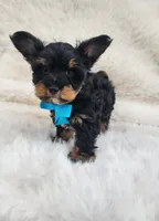 Theo, a male Yorkshire Terrier for sale in Indianapolis, IN – Photo 2 of 8
