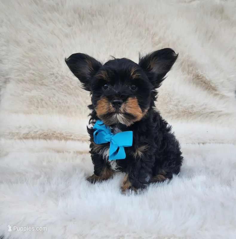 Theo – Yorkshire Terrier puppy for sale in Indianapolis, IN