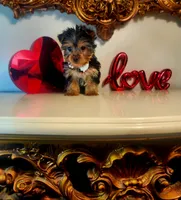 Tucker, a male Yorkshire Terrier for sale in Indianapolis, IN – Photo 4 of 9