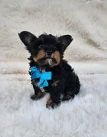 Theo, a male Yorkshire Terrier for sale in Indianapolis, IN – Photo 6 of 8