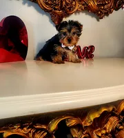 Tucker, a male Yorkshire Terrier for sale in Indianapolis, IN – Photo 5 of 9