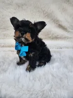 Theo, a male Yorkshire Terrier for sale in Indianapolis, IN – Photo 8 of 8