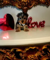 Tucker, a male Yorkshire Terrier for sale in Indianapolis, IN – Photo 6 of 9