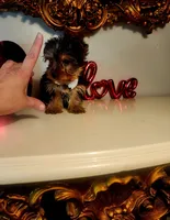 Tucker, a male Yorkshire Terrier for sale in Indianapolis, IN – Photo 9 of 9