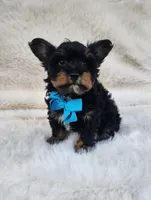 Theo, a male Yorkshire Terrier for sale in Indianapolis, IN – Photo 5 of 8