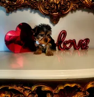 Tucker, a male Yorkshire Terrier for sale in Indianapolis, IN – Photo 8 of 9