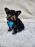 Theo, a male Yorkshire Terrier for sale in Indianapolis, IN – Photo 7 of 8