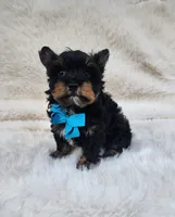 Theo, a male Yorkshire Terrier for sale in Indianapolis, IN – Photo 4 of 8