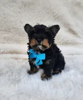 Theo, a male Yorkshire Terrier for sale in Indianapolis, IN – Photo 3 of 8