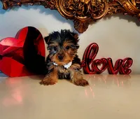 Tucker, a male Yorkshire Terrier for sale in Indianapolis, IN – Photo 2 of 9
