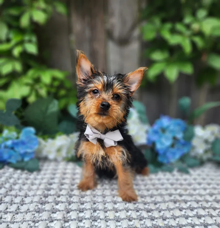 Peanut – Yorkshire Terrier puppy for sale in Indianapolis, IN