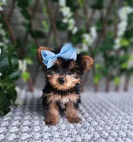 Kiki, a female Yorkshire Terrier for sale in Indianapolis, IN – 1 of 7