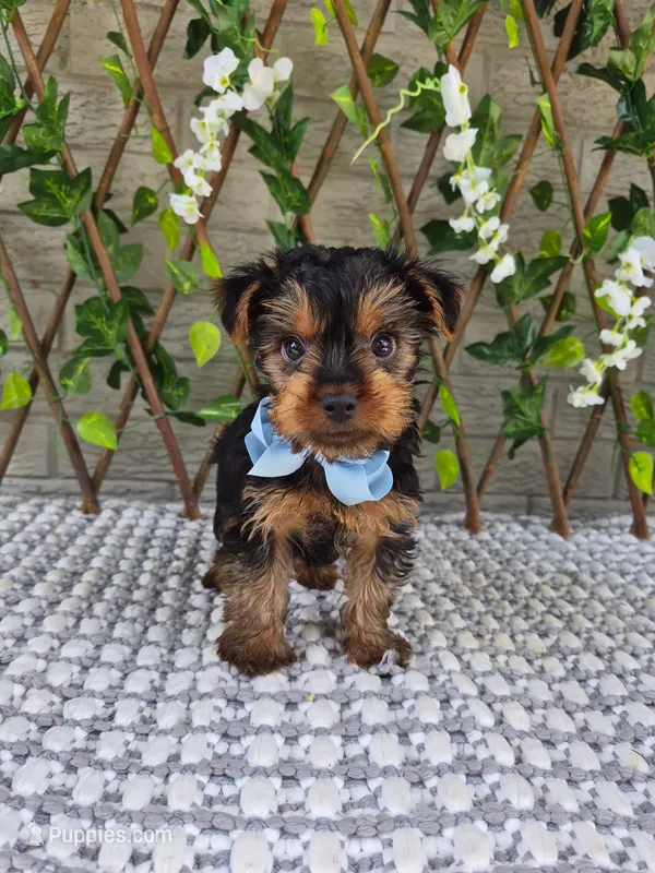 Baxter  – Yorkshire Terrier puppy for sale in Indianapolis, IN