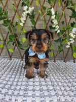 Baxter , a male Yorkshire Terrier for sale in Indianapolis, IN – 1 of 1
