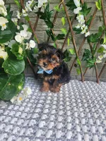 Neeko, a male Yorkshire Terrier and Morkie for sale in Indianapolis, IN – 5 of 10