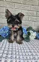 Yogi, a male Yorkshire Terrier for sale in Indianapolis, IN – 3 of 8