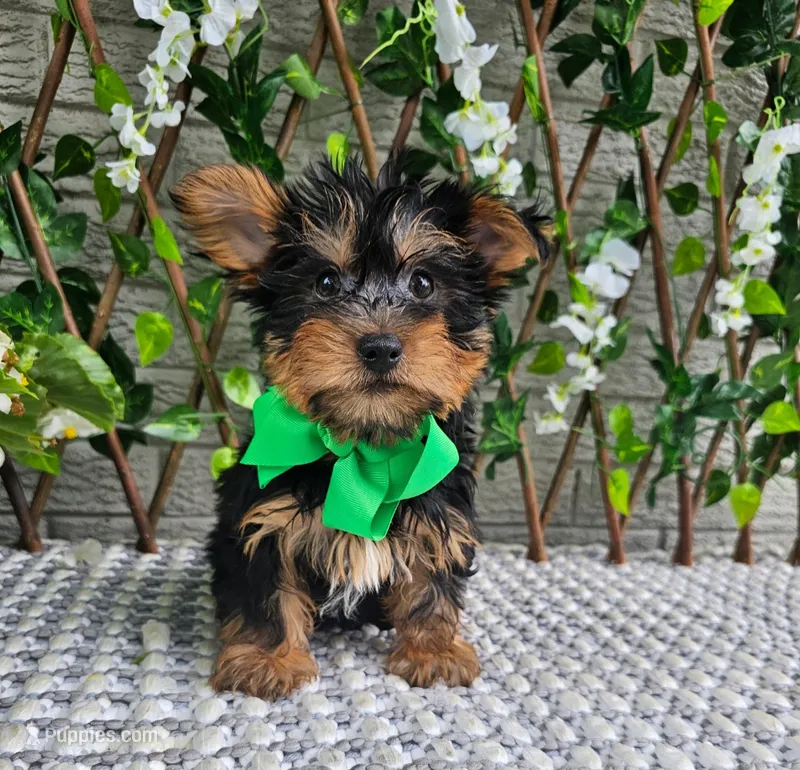 Baxter  – Yorkshire Terrier puppy for sale in Indianapolis, IN