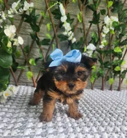 Little Kiwi, a female Yorkshire Terrier and Morkie for sale in Indianapolis, IN – 8 of 9