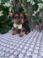 Baxter , a male Yorkshire Terrier for sale in Indianapolis, IN – 2 of 3