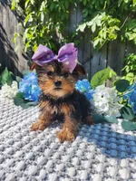 Little Maddie, a female Yorkshire Terrier for sale in Indianapolis, IN – 3 of 3