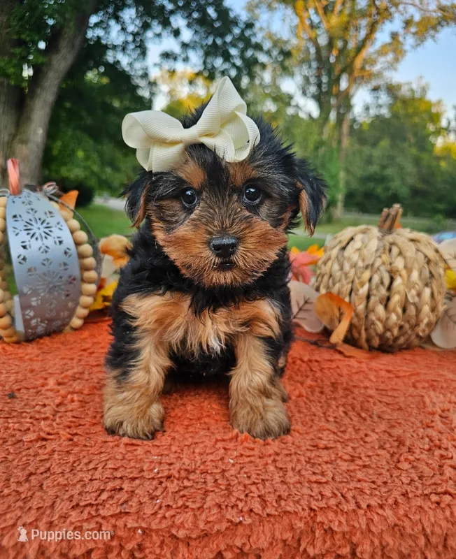 Sasha – Yorkshire Terrier puppy for sale in Indianapolis, IN