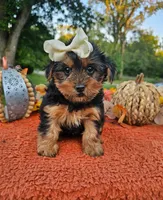 Sasha, a female Yorkshire Terrier for sale in Indianapolis, IN – 1 of 1