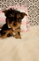 Tiny Timmy, a male Yorkshire Terrier for sale in Indianapolis, IN – Photo 2 of 4