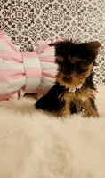 Tiny Timmy, a male Yorkshire Terrier for sale in Indianapolis, IN – Photo 3 of 4