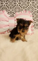 Tiny Timmy, a male Yorkshire Terrier for sale in Indianapolis, IN – Photo 4 of 4