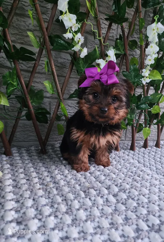  Lola – Yorkshire Terrier puppy for sale in Indianapolis, IN