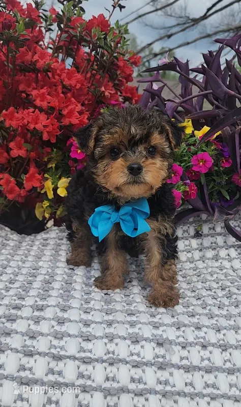 Rupert  – Yorkshire Terrier puppy for sale in Indianapolis, IN