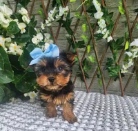 Little Kiwi, a female Yorkshire Terrier and Morkie for sale in Indianapolis, IN – 4 of 9