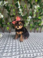 Little Lola, a female Yorkshire Terrier and Morkie for sale in Indianapolis, IN – 2 of 10