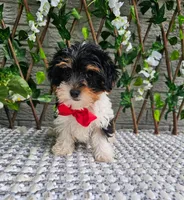 Milo, a male Yorkshire Terrier for sale in Indianapolis, IN – 5 of 5