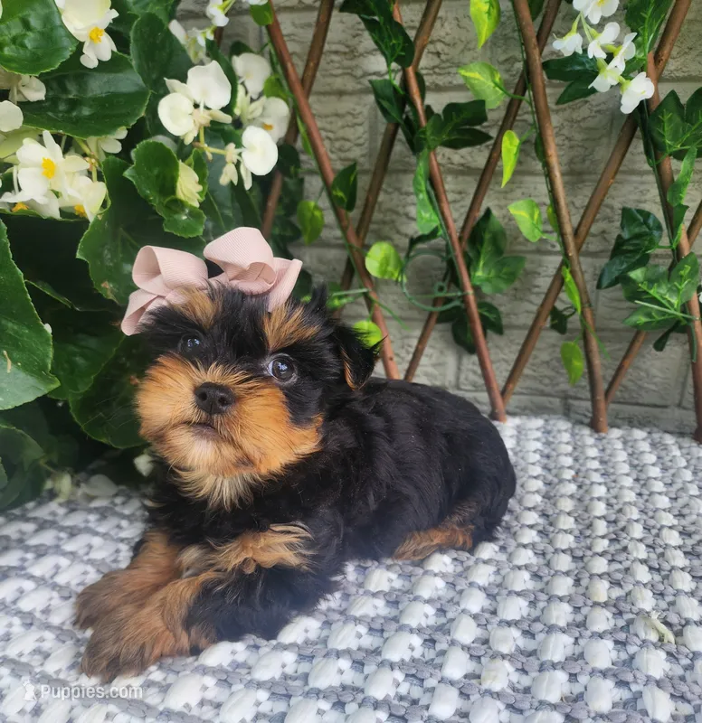 Pippy – Yorkshire Terrier, Morkie puppy for sale in Indianapolis, IN