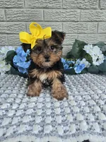 Little Pippy, a female Yorkshire Terrier for sale in Indianapolis, IN – 4 of 7