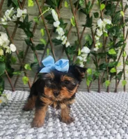 Little Kiwi, a female Yorkshire Terrier and Morkie for sale in Indianapolis, IN – 3 of 9