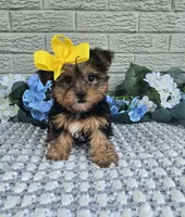 Little Pippy, a female Yorkshire Terrier for sale in Indianapolis, IN – 1 of 7