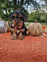 Cleo, a male Yorkshire Terrier for sale in Indianapolis, IN – 3 of 5
