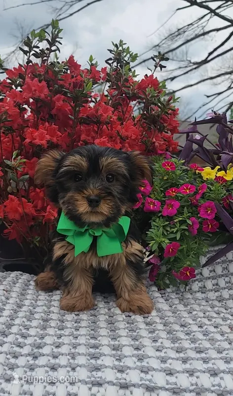 Dexter – Yorkshire Terrier puppy for sale in Indianapolis, IN
