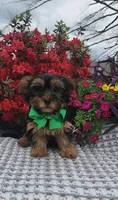 Dexter, a male Yorkshire Terrier for sale in Indianapolis, IN – Photo 1 of 4