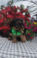Dexter, a male Yorkshire Terrier for sale in Indianapolis, IN – Photo 2 of 4