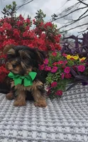 Dexter, a male Yorkshire Terrier for sale in Indianapolis, IN – Photo 3 of 4