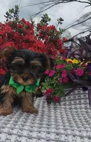 Dexter, a male Yorkshire Terrier for sale in Indianapolis, IN – Photo 4 of 4