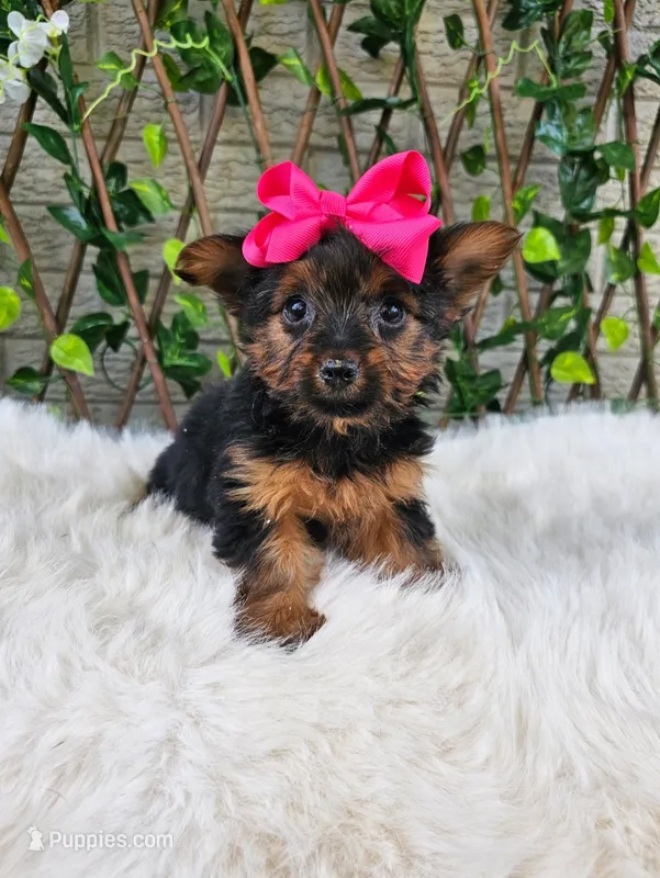 Tiny Tilly – Yorkshire Terrier puppy for sale in Indianapolis, IN