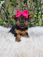 Tiny Tilly, a female Yorkshire Terrier for sale in Indianapolis, IN – 1 of 4