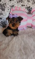 Kendall, a female Yorkshire Terrier for sale in Indianapolis, IN – Photo 4 of 4