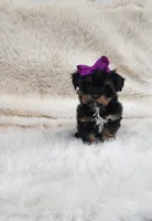 Kiki, a female Yorkshire Terrier for sale in Indianapolis, IN – Photo 1 of 3